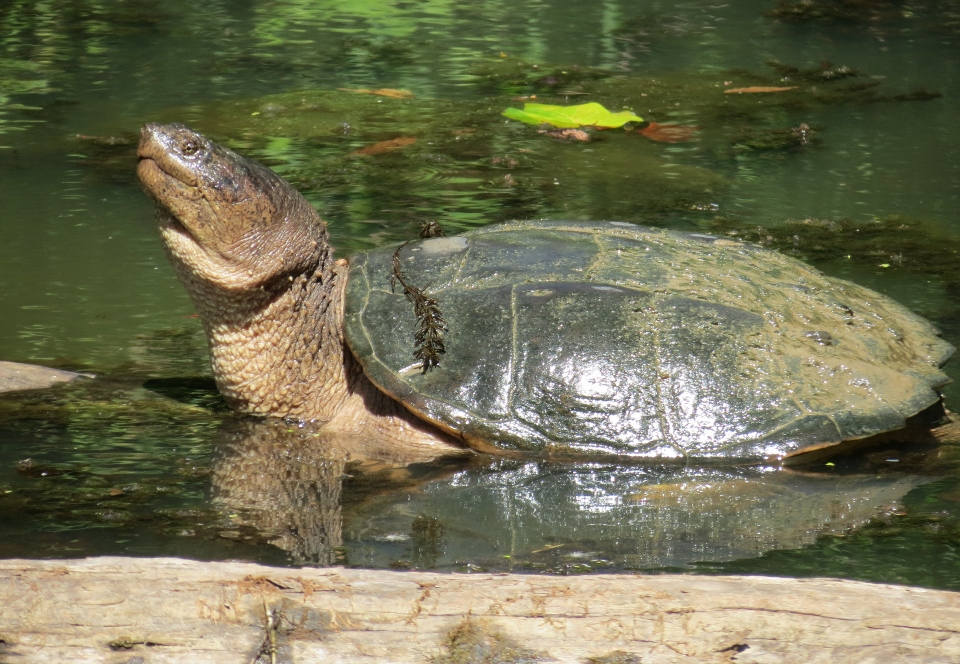 Common Snapping Turtle